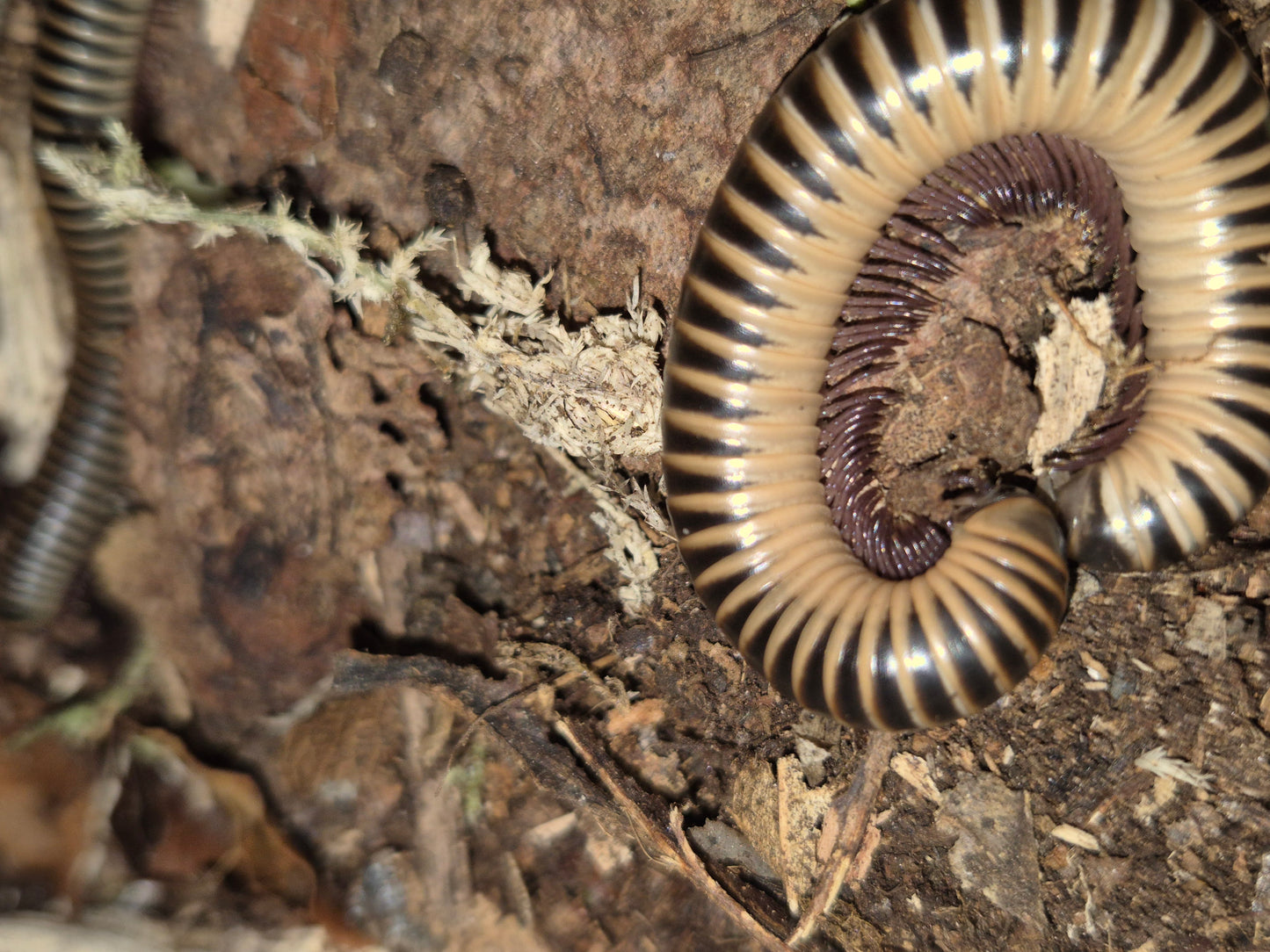 Chicobolus spinigerus "Ivory" Millipedes