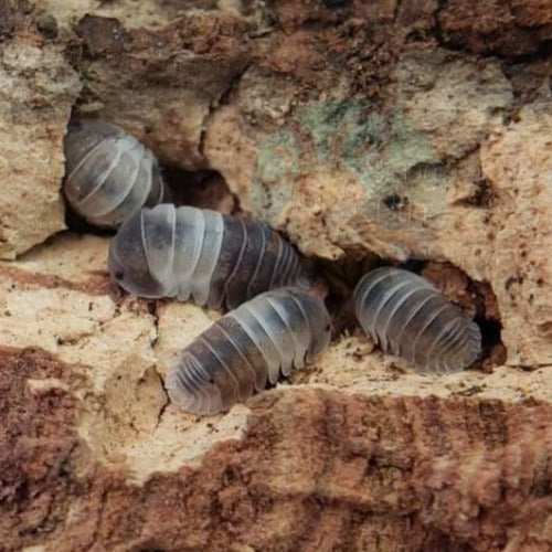 Cubaris Panda King Isopods - Small, woodlice, isopod, bioactive, CUC, Terrarium, Vivarium