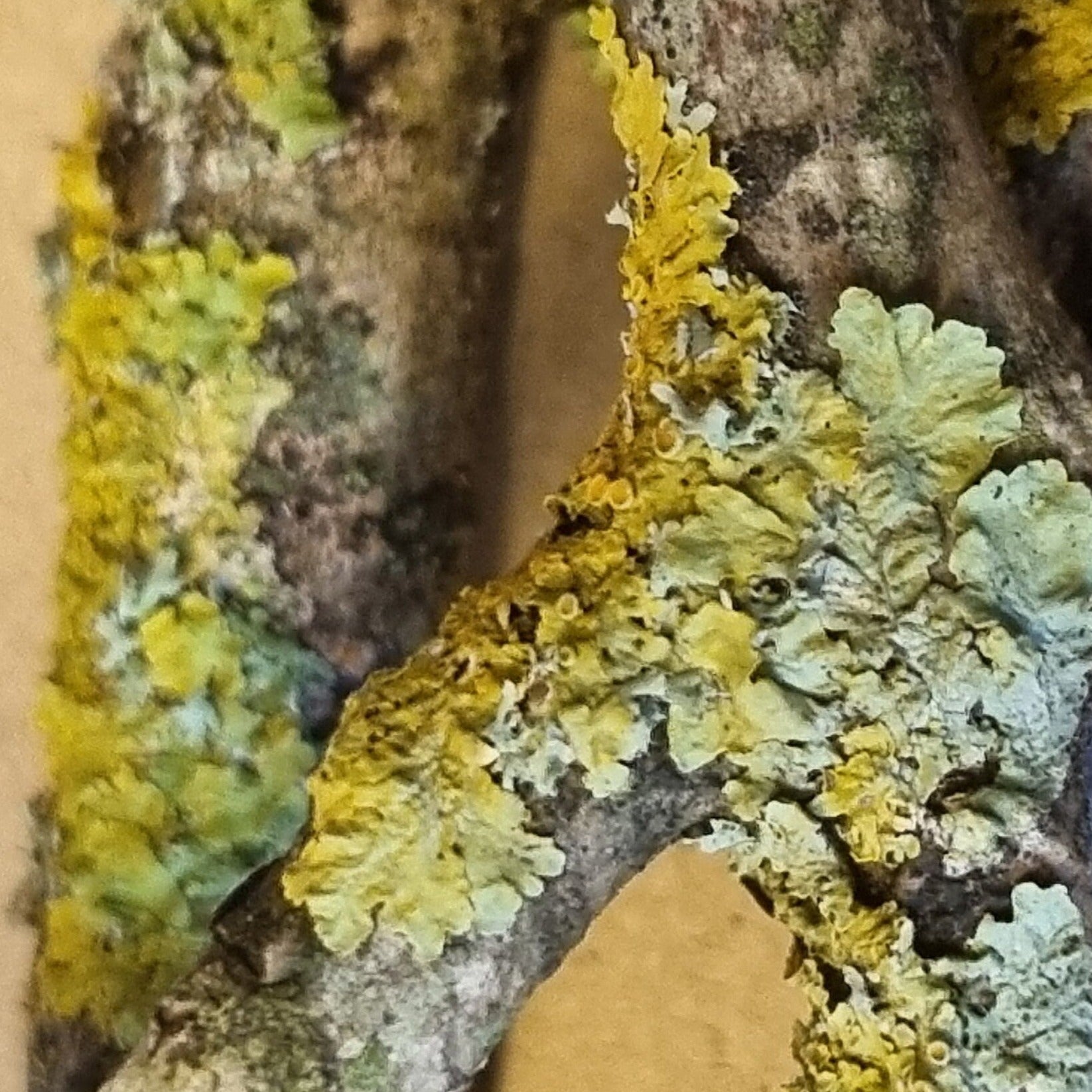 Lichen covered twigs, branches and sticks. Great for isopods, millipedes and bioactive terrariums